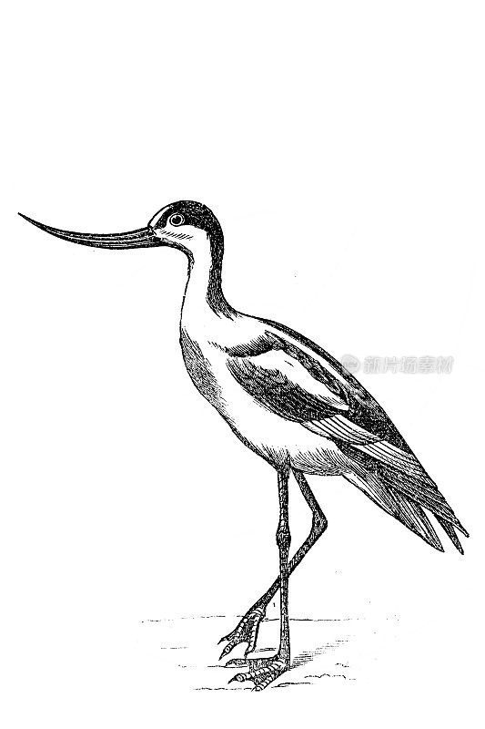 Pied avocet （Recurvirostra avosetta）